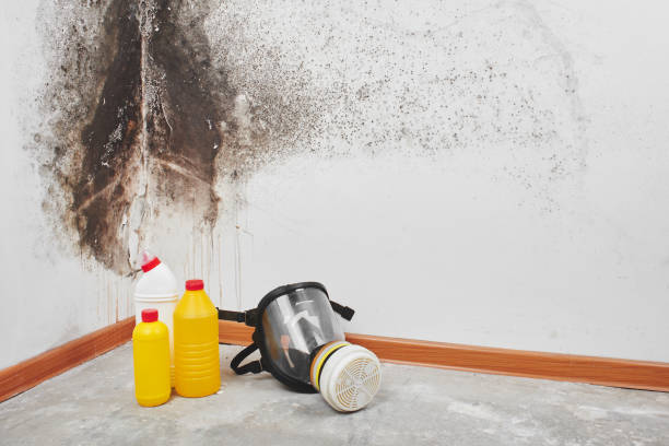 Best Mold Testing  in Monsey, NY