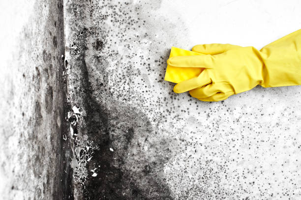 Best Mold Testing  in Monsey, NY