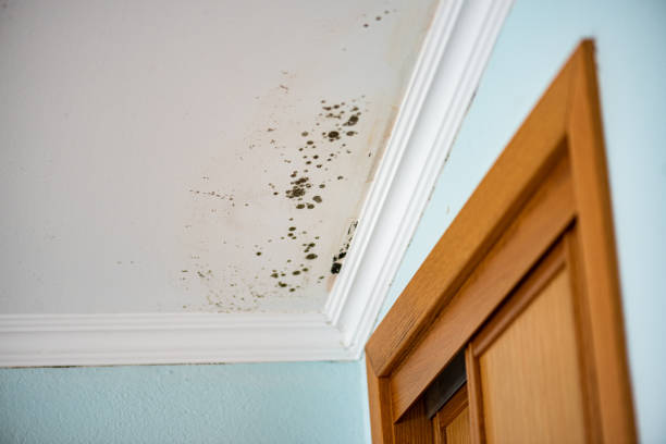 Best Mold Testing  in Monsey, NY