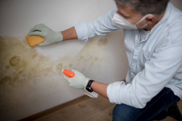 Best Residential Mold Removal  in Monsey, NY