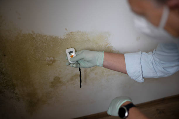 Best Crawl Space Mold Removal  in Monsey, NY