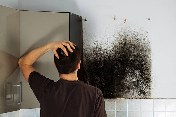 Home Mold Removal in Monsey, NY