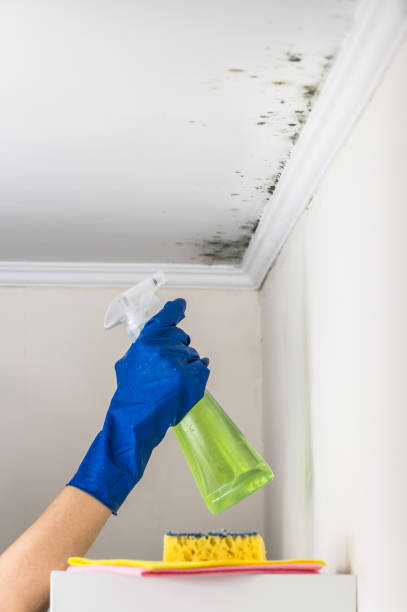 Best Toxic Mold Removal  in Monsey, NY