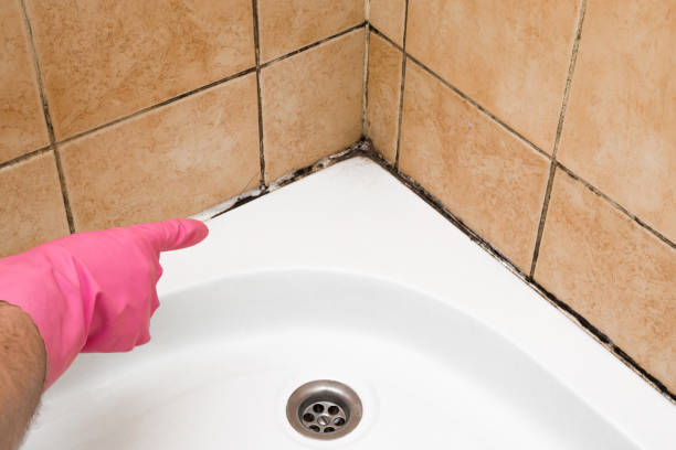 Best Best Mold Removal Companies  in Monsey, NY